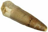 Fossil Spinosaurus Tooth - Real Dinosaur Tooth #299070-1